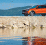 Lada Vesta SW Cross - Сусанин