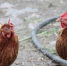 В Игринском районе ввели карантин по птичьему гриппу - Сусанин