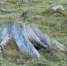 Images - Udm-info.Ru