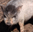 Pig winter 2019 year wild 1265 - Udm-info.Ru