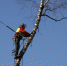 Arborists - Udm-info.Ru