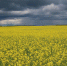 1024px canola field - Udm-info.Ru