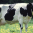 Cow 15002264115jz - Udm-info.Ru