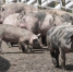 Pigs 1409170690enq+%281%29 - Udm-info.Ru