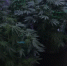 Screenshot 26 - Udm-info.Ru