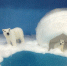 podelki_iz_vaty-31.jpg - Зоопарк Удмуртии