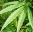 Hemp 2156643 960 720 - Udm-info.Ru