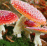 Amanita-muscaria-015-180x154.jpg - Зоопарк Удмуртии