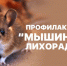 Мышиная лихорадка и способы уберечь себя от болезни - Клинико-диагностический центр