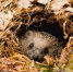 Как зимуют ежи?🦔 - Зоопарк Удмуртии