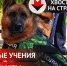 Тренировка кинологов на территории аэропорта Ижевска - ИА Удмуртия