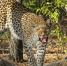 Леопарды едва не загрызли троих индийцев в деревне - Сусанин