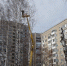 В Ижевске высадят ясени взамен вырубленных деревьев на улице Молодёжной - Сусанин