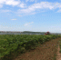 На берегу Ижевского пруда начались косить борщевик - Сусанин