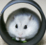 Жителей Удмуртии предупредили об активизации мошенников при игре Hamster Kombat - Сусанин