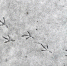 aq5uy49Gr5Q.jpg - Сусанин