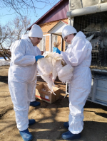 Вакцинация домашней птицы от гриппа