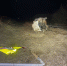 Смертельное ДТП в Селтинском районе - ИА Удмуртия