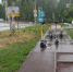 В Воткинске временно приостановят работу каршеринга самокатов - Сусанин