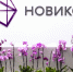 НОВИКОМ увеличил чистую прибыль за первое полугодие 2025 года - Udm-info.Ru