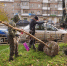 Ясени высадили на улице Ленина в Ижевске - Комсомольская Правда