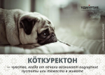 Популярные материалы об удмуртской культуре и языке