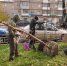 Более 760 новых деревьев и 7 тысяч кустарников высадили в Ижевске за год - Комсомольская Правда