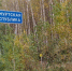 Более 200 человек потерялись в лесах Удмуртии в 2025 году - ИА Удмуртия