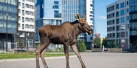 Лосёнка заметили в микрорайоне Строитель в Ижевске - Сусанин