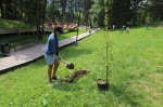 ​20 лиственниц высадили в парке Тишино в Ижевске